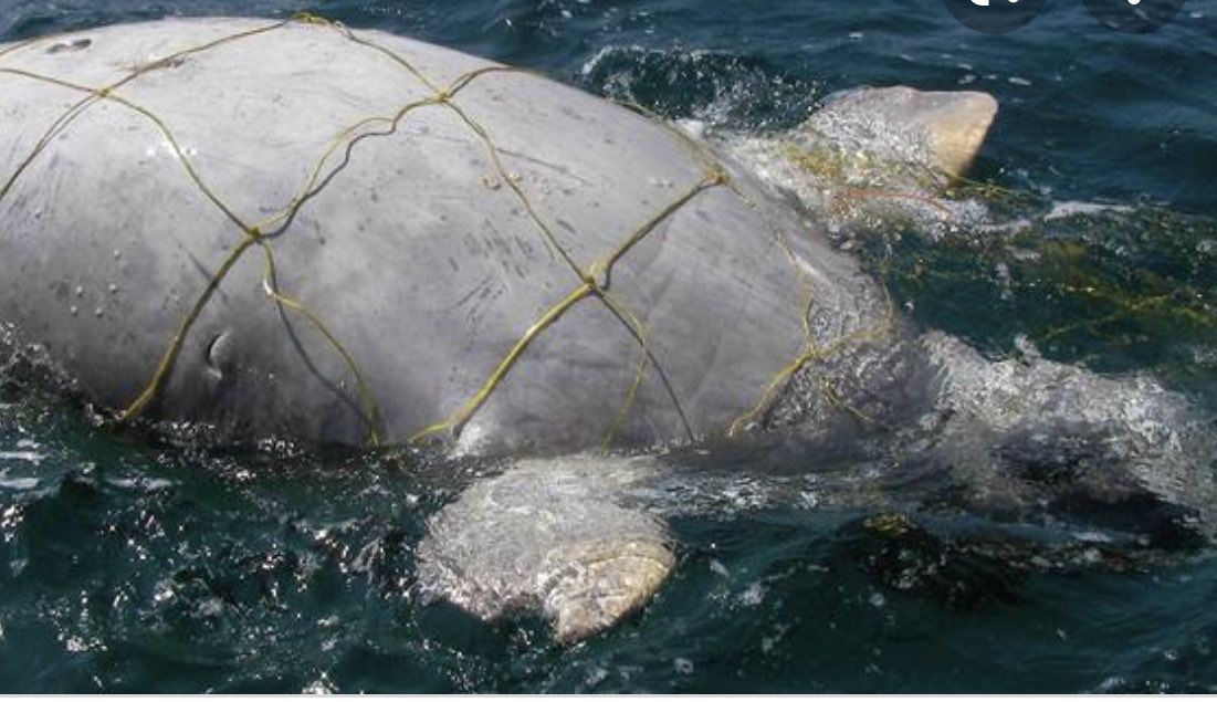 MartyBreen's tweet photo. Well done to @WWF for buying up commercial fishing nets in the #GreatBarrierReef so that this kind of needless death can be stopped. We need to BAN ALL COMMERCIAL FISHING NETS in the barrier reef. They are #WallsOfDeath @AlboMP @ScottMorrisonMP https://t.co/nSHQn4Fpv4