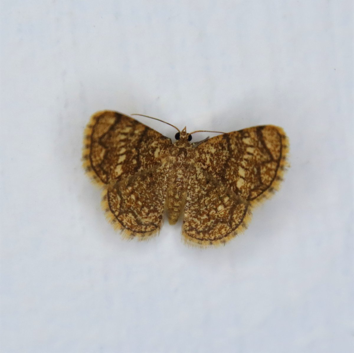 MondayMoth's tweet photo. Heterostegane sp. https://t.co/3bPrGdKhQV