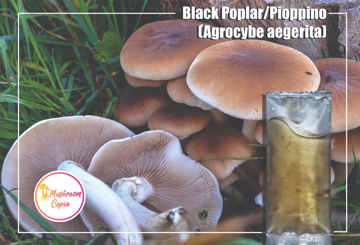 mushroomcopia's tweet image. Black Poplar (Pioppino) (Agrocybe aegerita) mushroom liquid culture #liquidculture #growmushrooms #mushrooms #etsy #etsystore #etsyseller