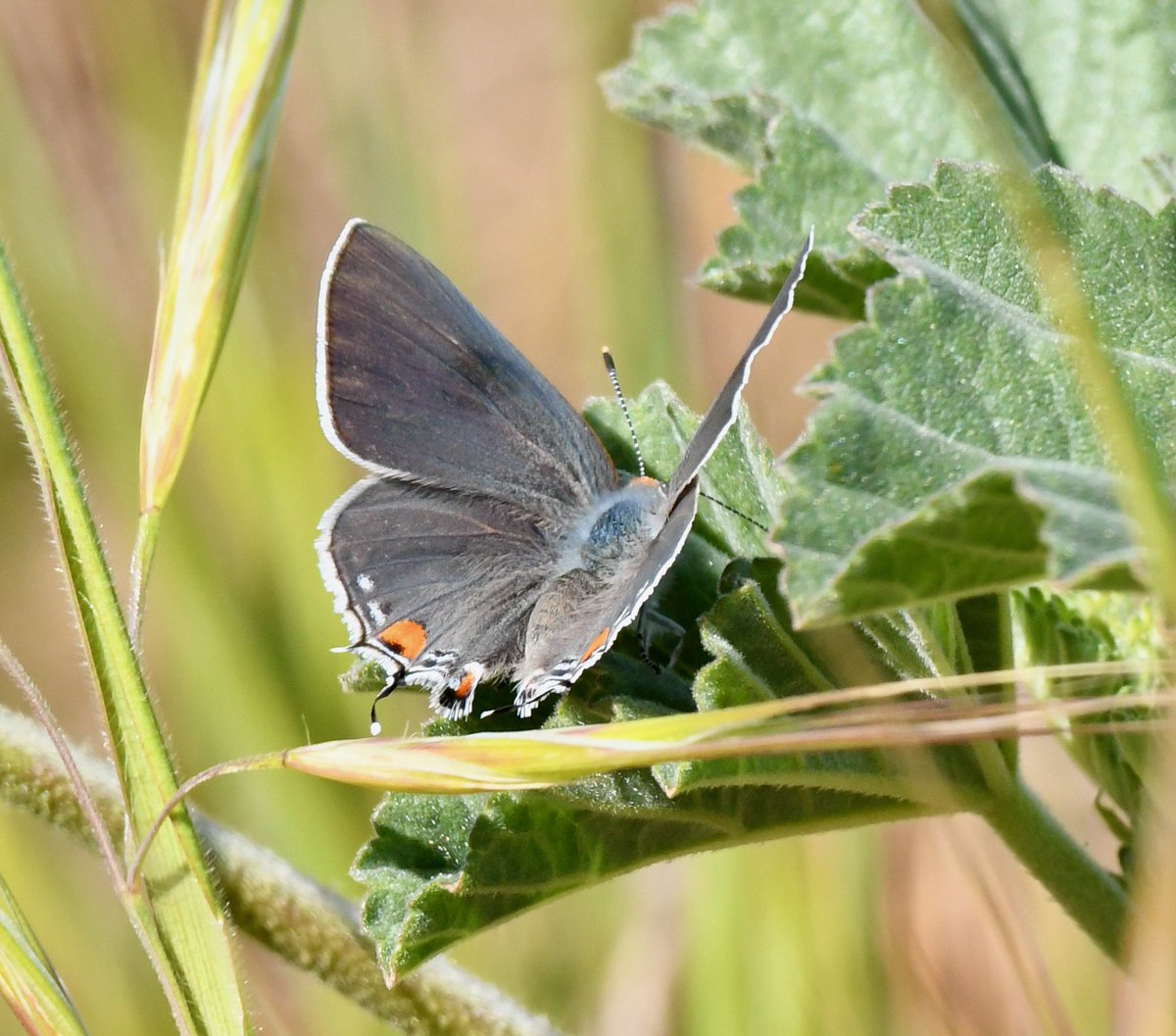 AdamDClovermist's tweet photo. Dawn on the 2nd #Naturetrektailormade day in California had us watching a Merlin buzzing flocks of waders on San Mateo’s bayside. A Gray Hairstreak and Red-shouldered Hawk sunbathed, while Chestnut-backed Chickadees and a Harlequin Duck made for a fantastic day! @naturetrektours https://t.co/MwjPH1BFKW