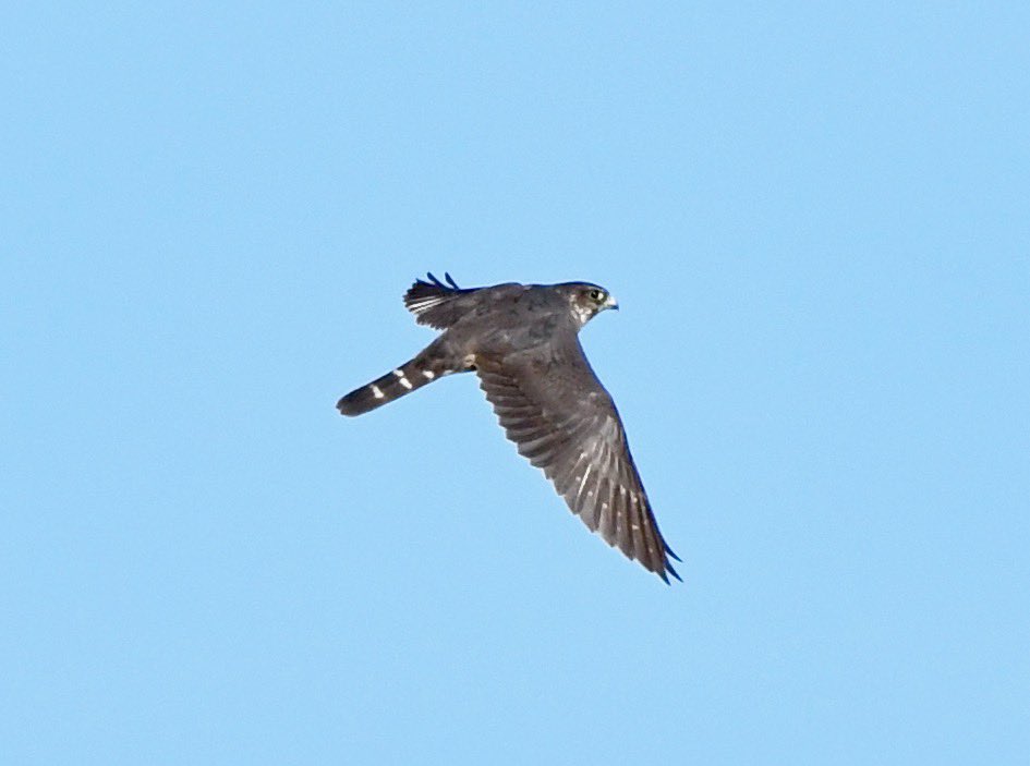 AdamDClovermist's tweet photo. Dawn on the 2nd #Naturetrektailormade day in California had us watching a Merlin buzzing flocks of waders on San Mateo’s bayside. A Gray Hairstreak and Red-shouldered Hawk sunbathed, while Chestnut-backed Chickadees and a Harlequin Duck made for a fantastic day! @naturetrektours https://t.co/MwjPH1BFKW