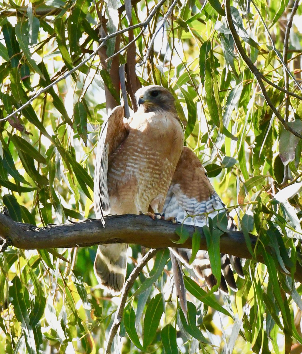 AdamDClovermist's tweet photo. Dawn on the 2nd #Naturetrektailormade day in California had us watching a Merlin buzzing flocks of waders on San Mateo’s bayside. A Gray Hairstreak and Red-shouldered Hawk sunbathed, while Chestnut-backed Chickadees and a Harlequin Duck made for a fantastic day! @naturetrektours https://t.co/MwjPH1BFKW