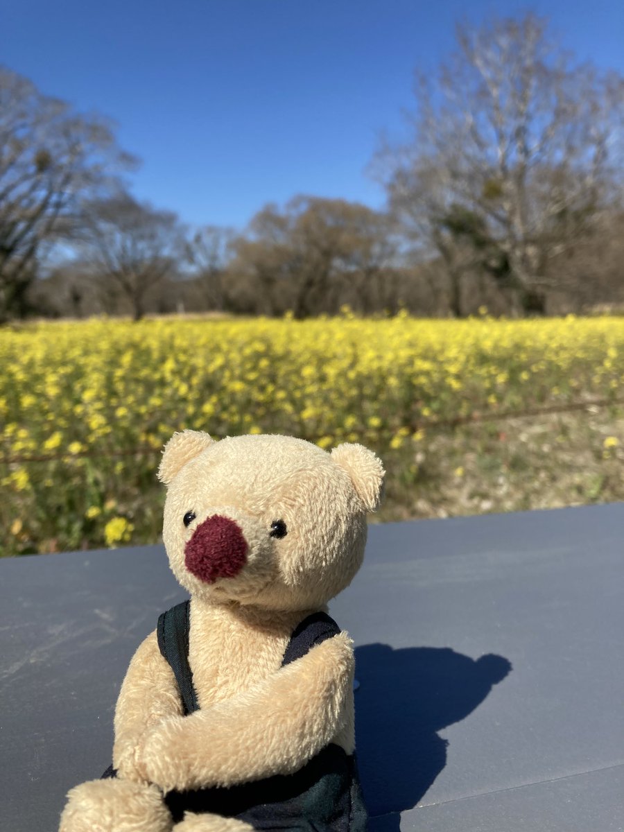 プティルウ 公式 テディベアギフトとぬいぐるみの服 Ptl Loulou Twitter