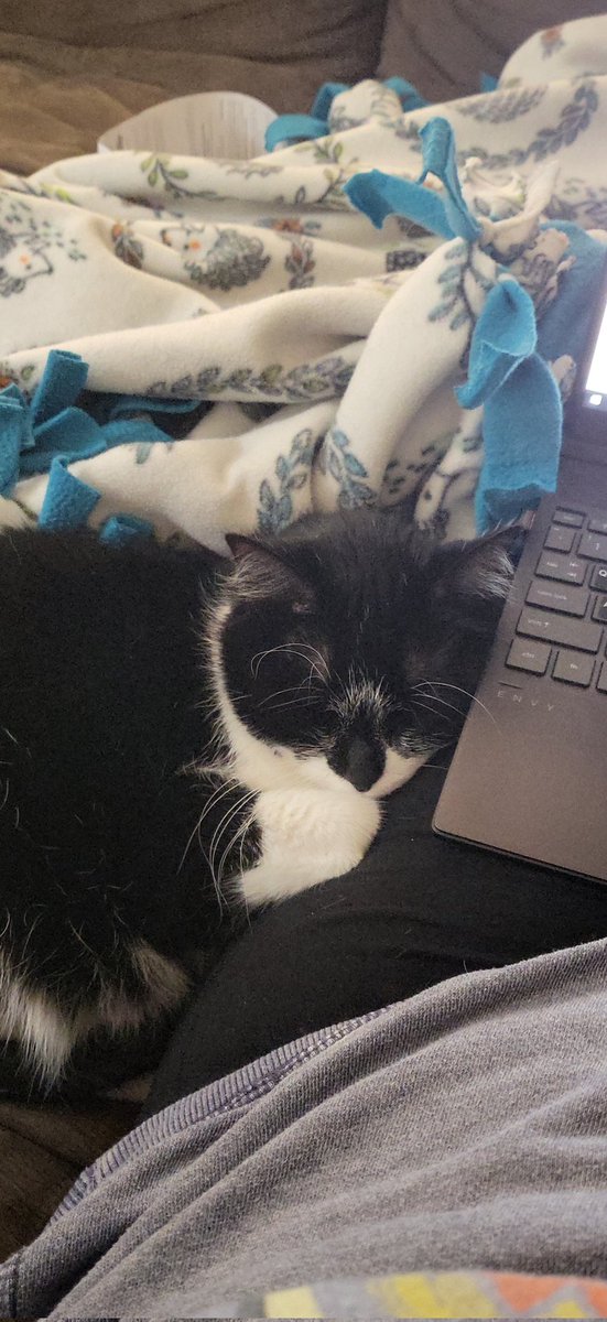 AriannaWaldmann's tweet photo. My precious precious boy. 😍😊 He curls up next to me similarly like this when I'm #Writing and he can't curl up on my lap. #CatsOfTwitter #CatsOfWriters #AmPlotting #AmWriting #Fantasy #WritingCommunity #AuthorsOfTwitter #WritersLife https://t.co/I0RLTyIsuL