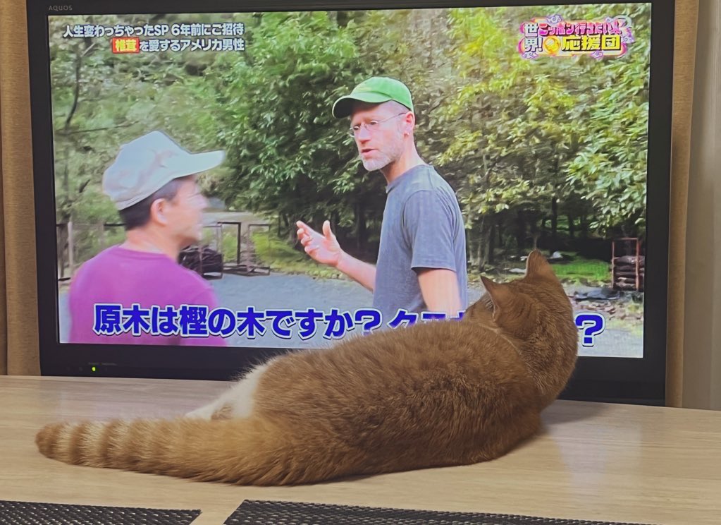 36_0630_sam's tweet photo. 既視感あるなと思ったらミル貝でした。
おはようございます☀笑

#猫 #猫のいる暮らし #猫との生活 #猫好きさんと繫がりたい https://t.co/uQYW5l4bQN