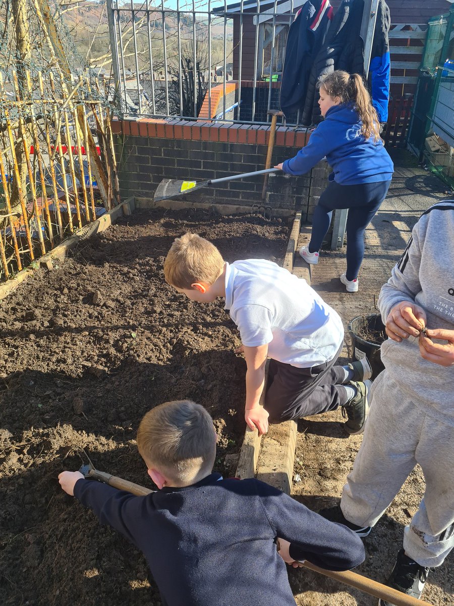 penrhiwceibr's tweet photo. Lots of fun digging in the sun today as dosbarth Maple finished preparing their patch ready for planting 🙂🌼🌱⚘️ #dosbarthmaple https://t.co/yAik3tERB5