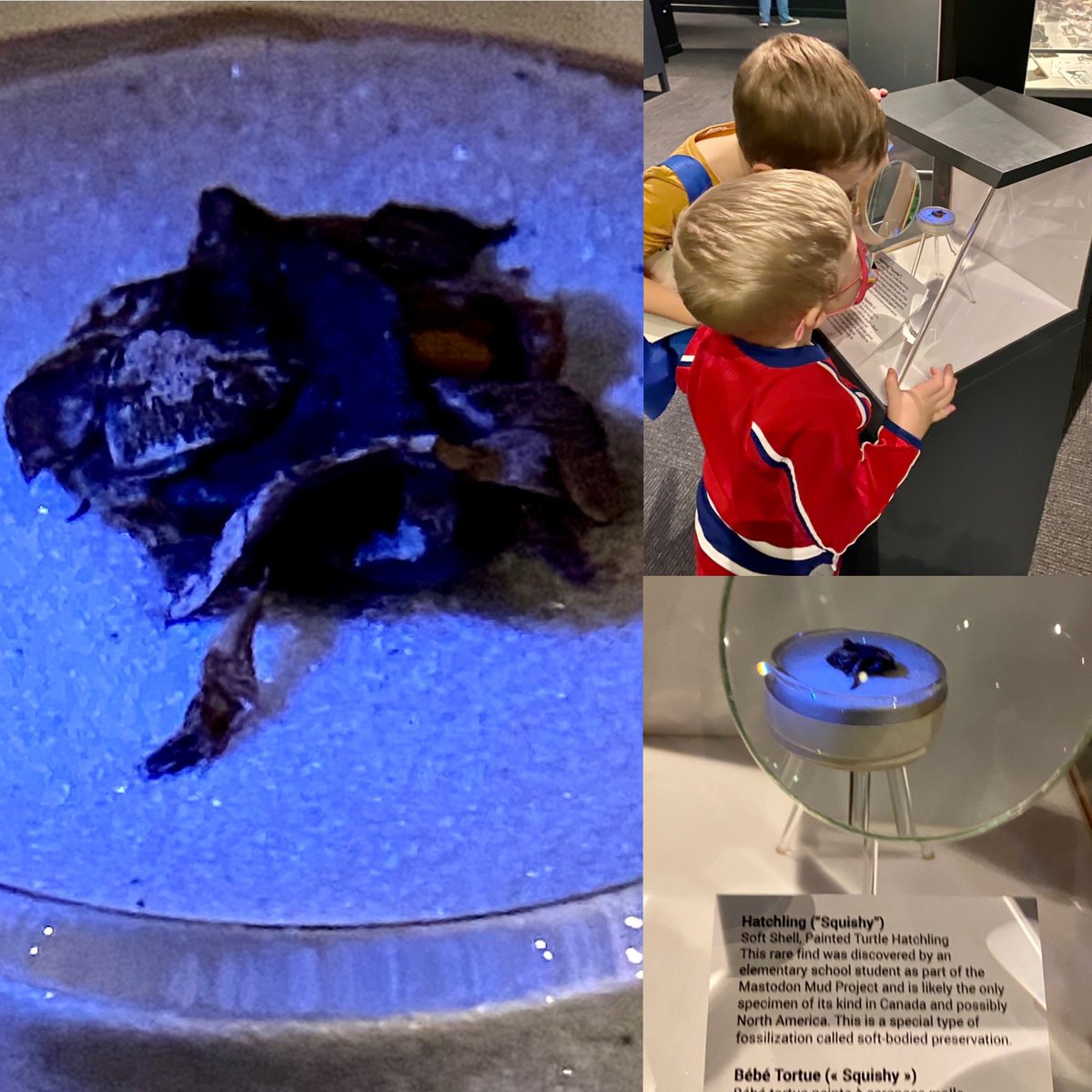 berducky's tweet photo. We found squishy!!!!

#museumsorbust #fossils #paintedturtle #ishallcallhimsquishy #museumofnaturalhistory #halifax #novascotia @MNH_Naturalists @NS_Museum @MostlyMammoths https://t.co/hHyRZDZA5E