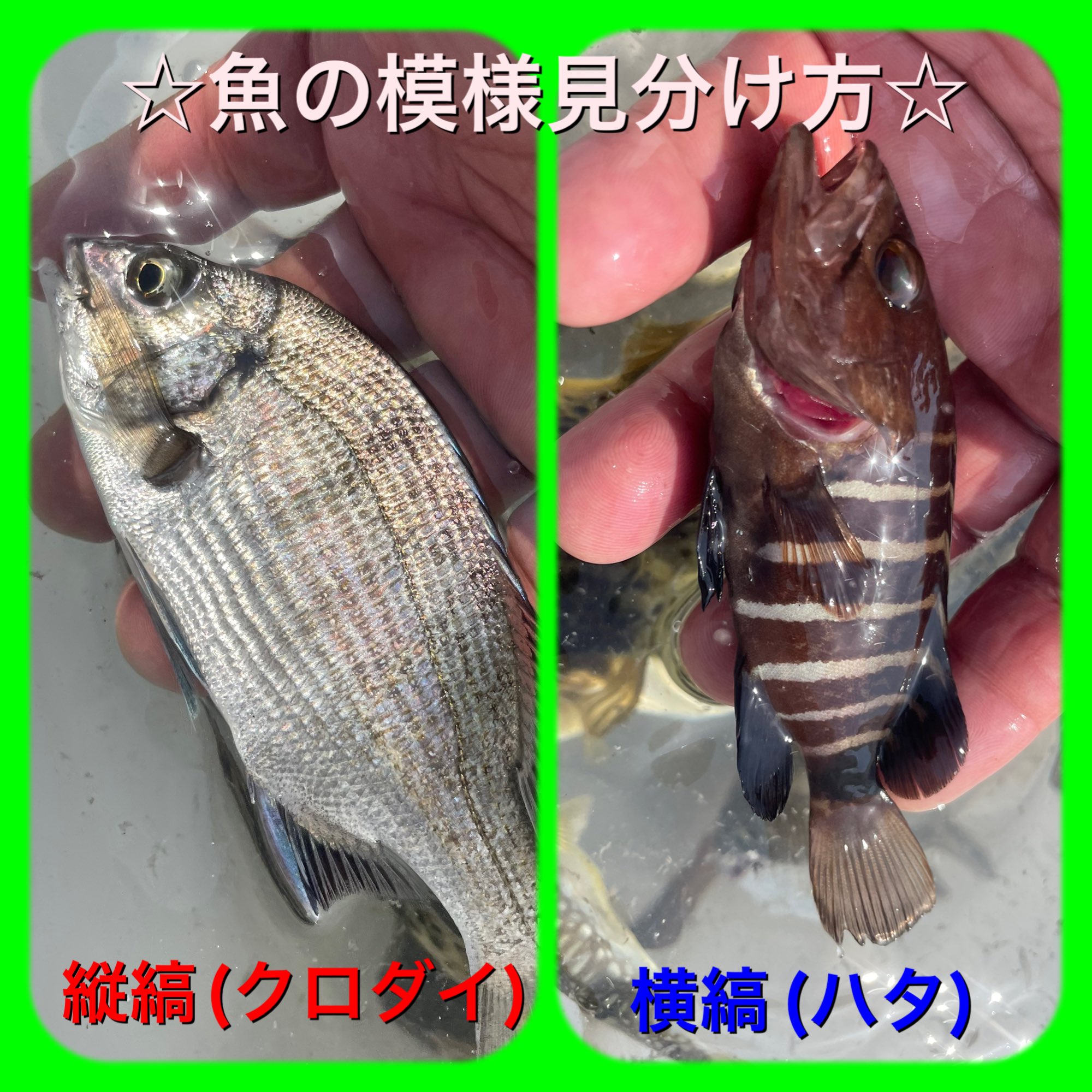 イシグロ フィッシングアドバイザー加藤 おはようございます 今回はお魚豆知識 魚の体には様々な模様が付いてます 中でも良く言われる縦縞 たてじま 横縞 よこじま の魚 ポイントは頭の位置を上に向けた際の模様で決まります クロダイの幼魚は縦縞