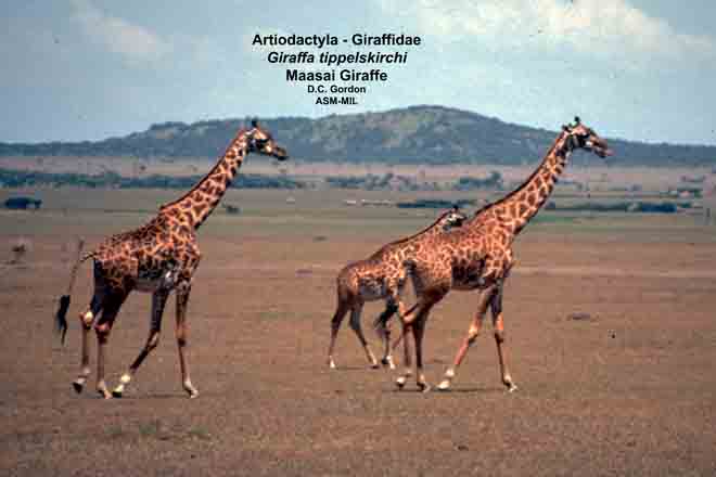 Mammalogists's tweet photo. Forage selection by Masai giraffes at multiple spatial scales #ASMreads #mammals
https://t.co/KOR6ZN5W03 https://t.co/jVw1o2fNjj