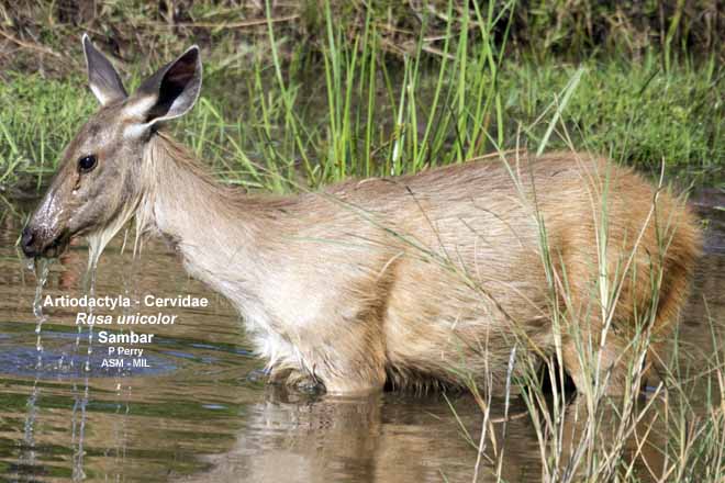Mammalogists's tweet photo. Estimating deer density and abundance using spatial mark-resight models with camera trap data #ASMreads #Mammal
https://t.co/yoOyFs6kb5 https://t.co/W3ImhImO4b
