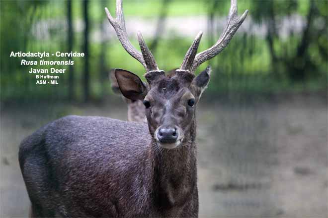 Mammalogists's tweet photo. Estimating deer density and abundance using spatial mark-resight models with camera trap data #ASMreads #Mammal
https://t.co/yoOyFs6kb5 https://t.co/W3ImhImO4b