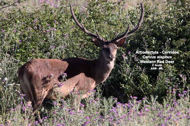 Mammalogists's tweet photo. Estimating deer density and abundance using spatial mark-resight models with camera trap data #ASMreads #Mammal
https://t.co/yoOyFs6kb5 https://t.co/W3ImhImO4b