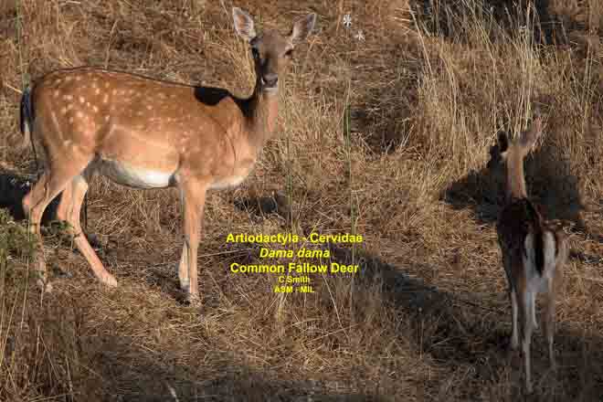 Mammalogists's tweet photo. Estimating deer density and abundance using spatial mark-resight models with camera trap data #ASMreads #Mammal
https://t.co/yoOyFs6kb5 https://t.co/W3ImhImO4b