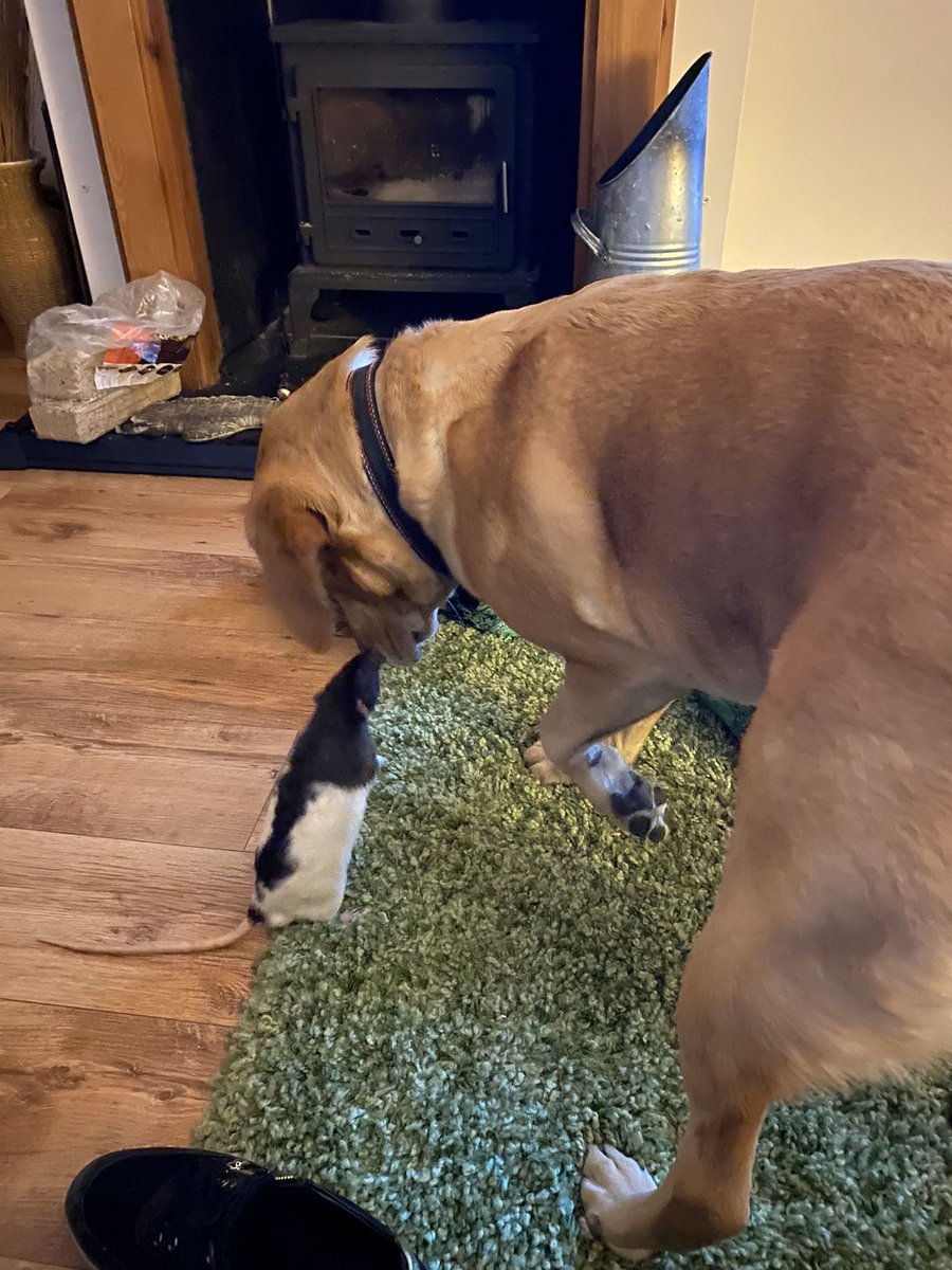 Yes. It’s a rat and a Labrador being friends. Slow introductions over months and months results in animals accepting. Wish people were as accepting.