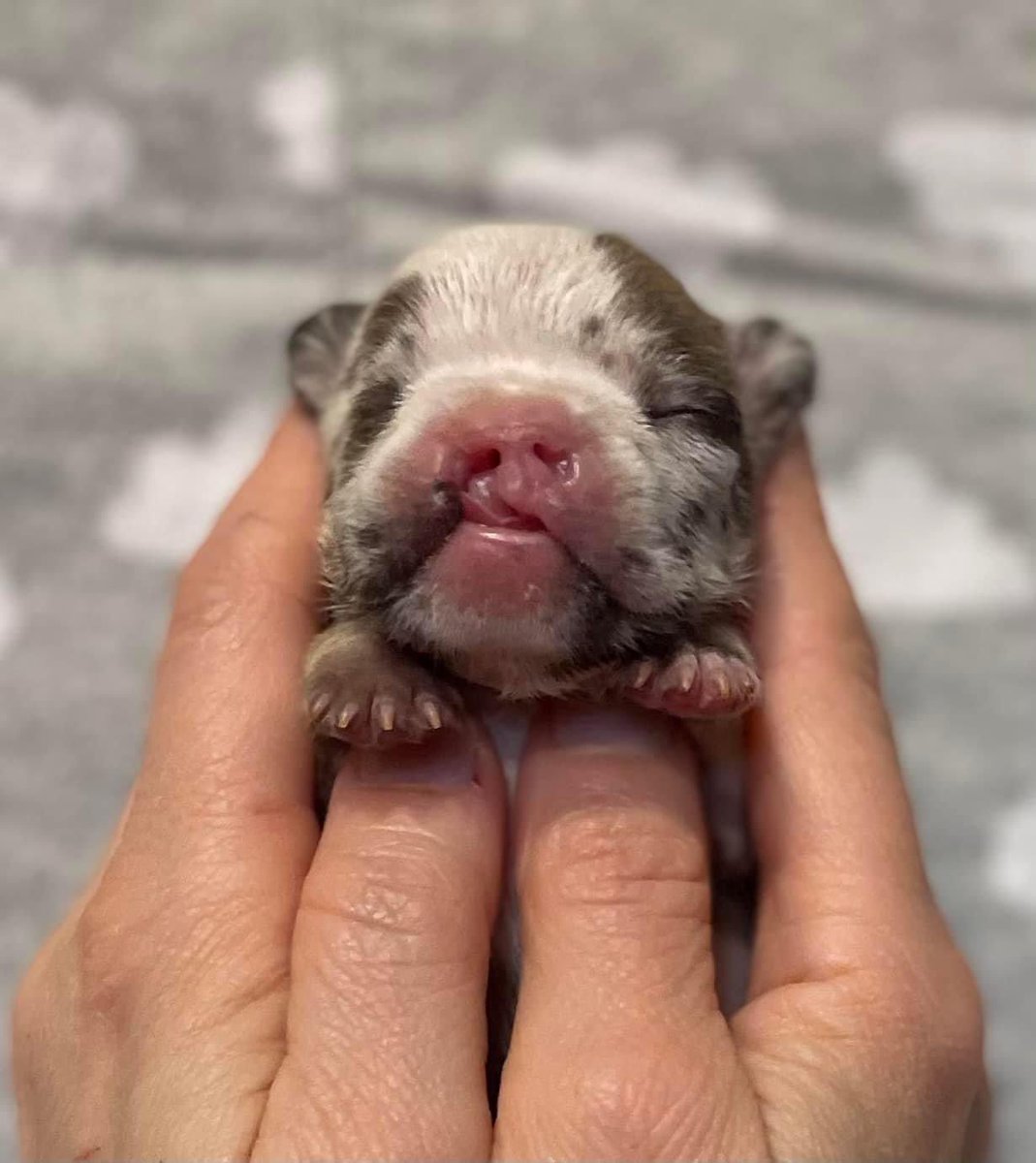 Pandapawsrescue's tweet photo. We are officially two weeks old and thriving! Hopefully we will get to see their eyes soon! 🍀🍀 #pandapawsrescue #AdoptDontShop #Puppies https://t.co/HFKuPT9A03