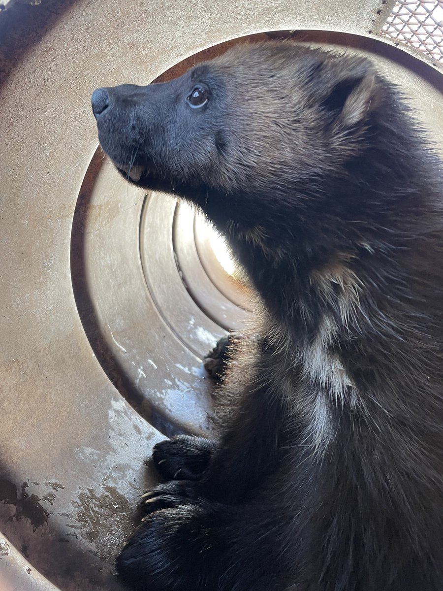 Exciting news: We were able to place a GPS collar on a wolverine for the first time in Utah! We look forward to learning more about these animals from the tracking data. Learn more about the process of capturing and collaring this elusive animal: go.usa.gov/xznVd