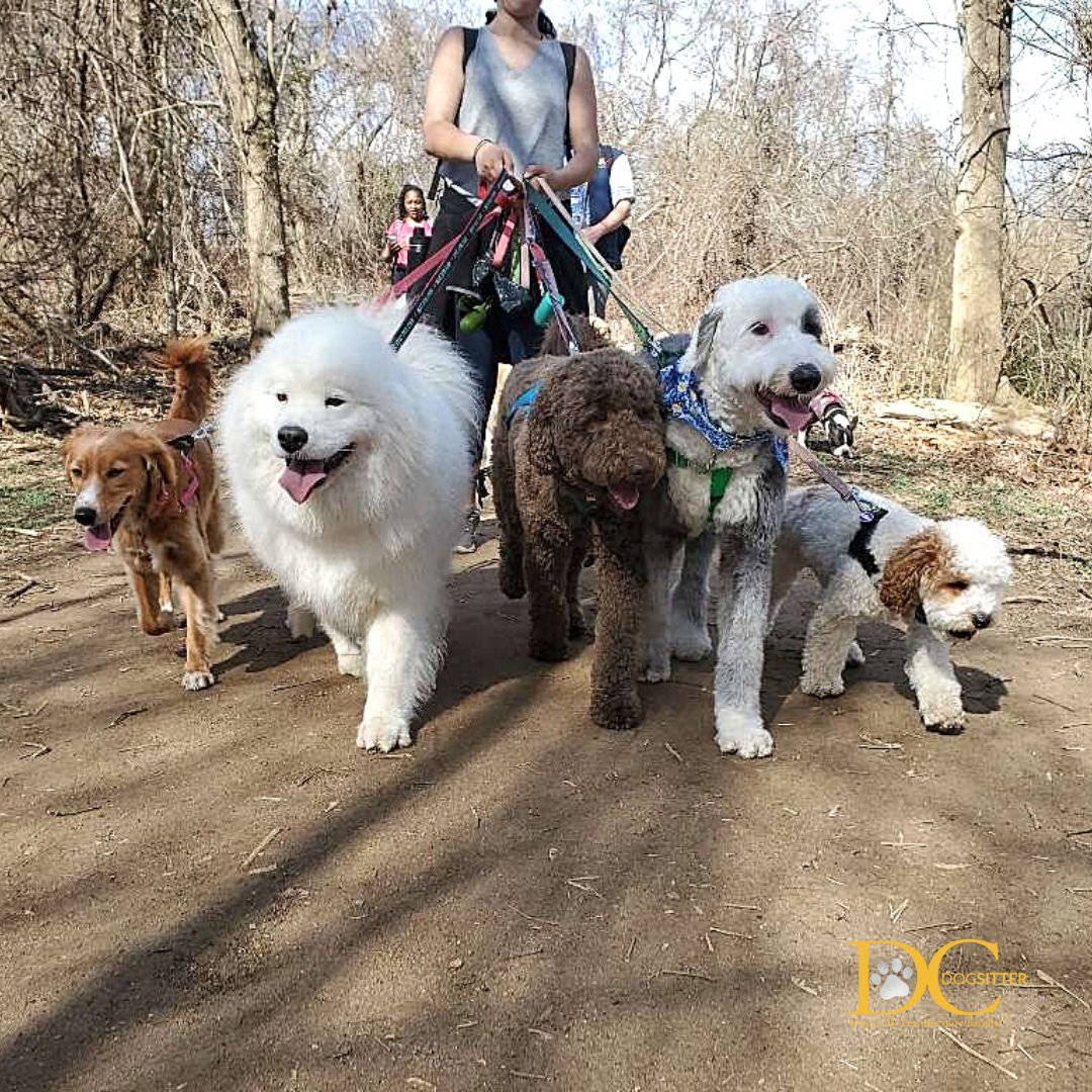 DC Dog Sitter tweet media