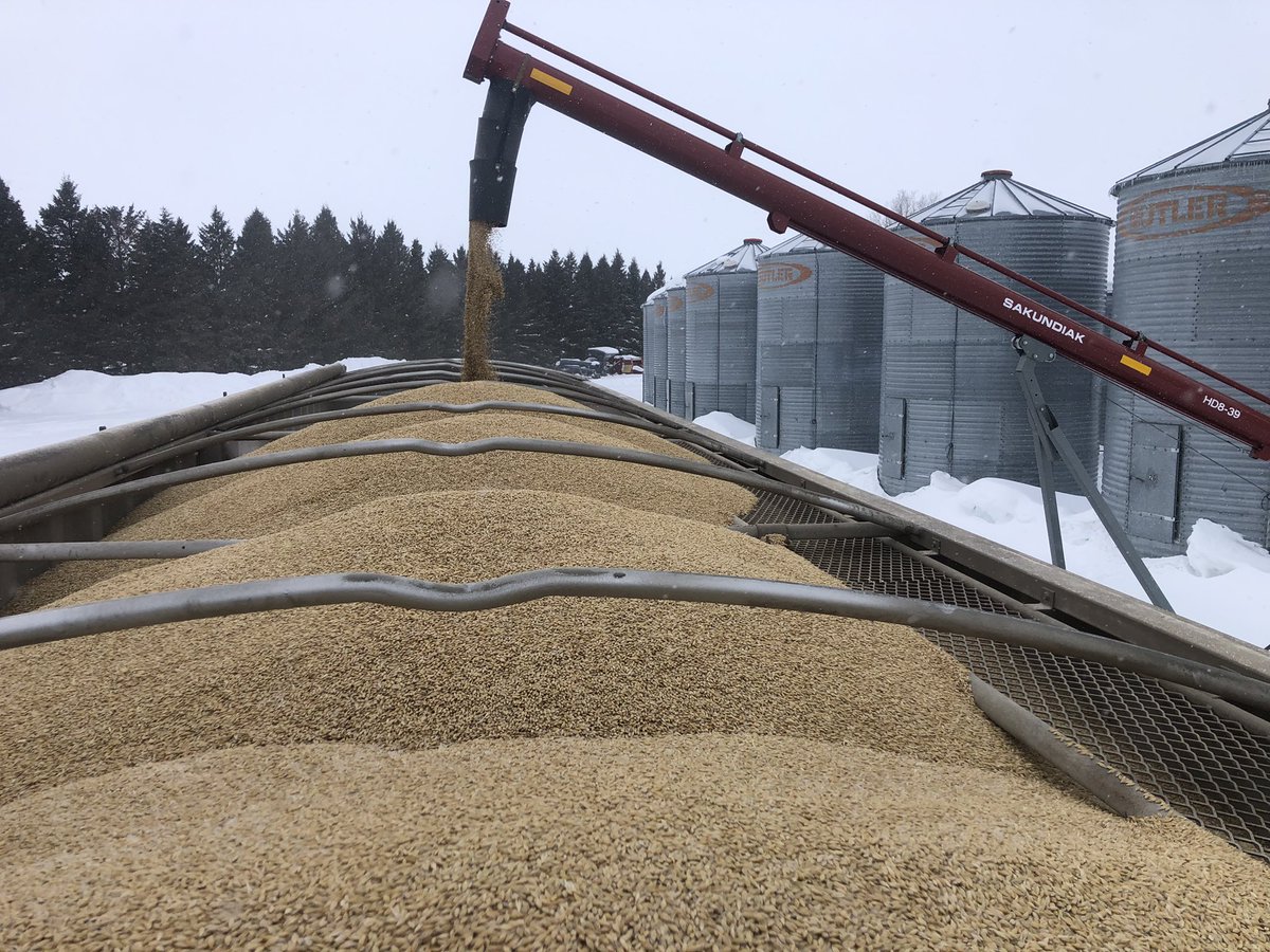 aar0nsadler's tweet photo. Potential future ๐ป seeds gonna hit the plant this week #AgTwitter #barley #clean22 #plant22 https://t.co/3Ec9vgn7el