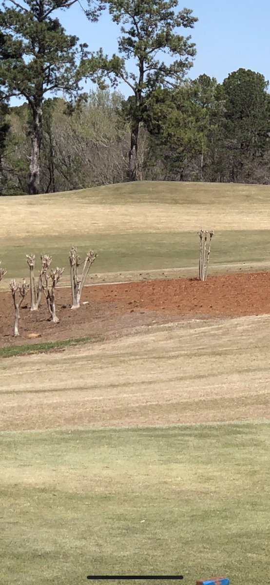 jbgolf79's tweet image. The right half of this pinestraw bed was treated with @SimplotTurf Petrifi at 2oz/ gallon with a backpack sprayer. Phenomenal product. #stretchyourdollar #newstrawlook #simplot #petrifi