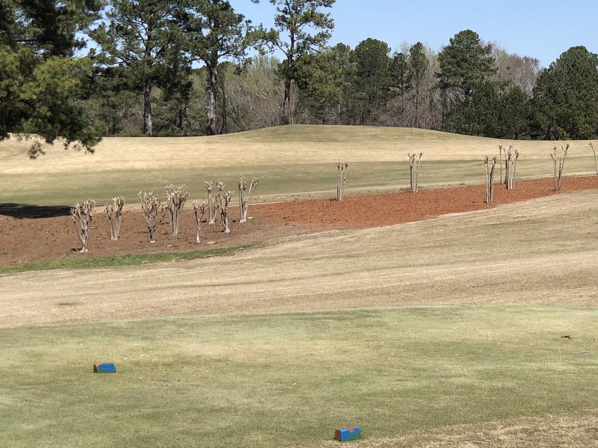 jbgolf79's tweet image. The right half of this pinestraw bed was treated with @SimplotTurf Petrifi at 2oz/ gallon with a backpack sprayer. Phenomenal product. #stretchyourdollar #newstrawlook #simplot #petrifi
