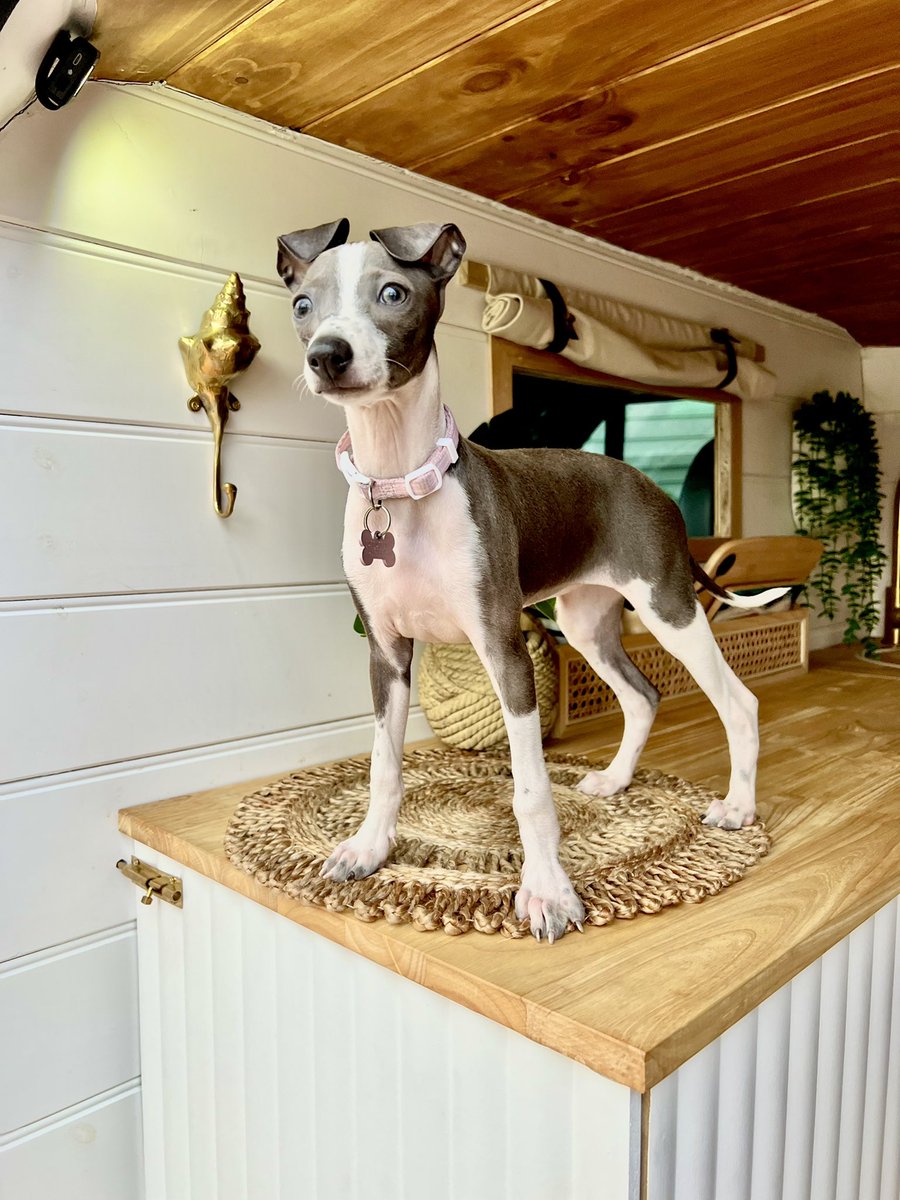 Meet Twiggy the Iggy - future remote work, vanlife sidekick!