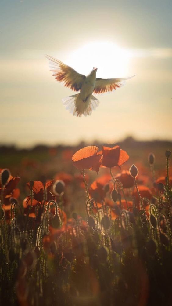 YumiFujii4's tweet photo. 💐🕊おはようございます🕊💐
              Good morning !
💐🕊Have a beautiful day🕊💐 https://t.co/4sKSclYh0e