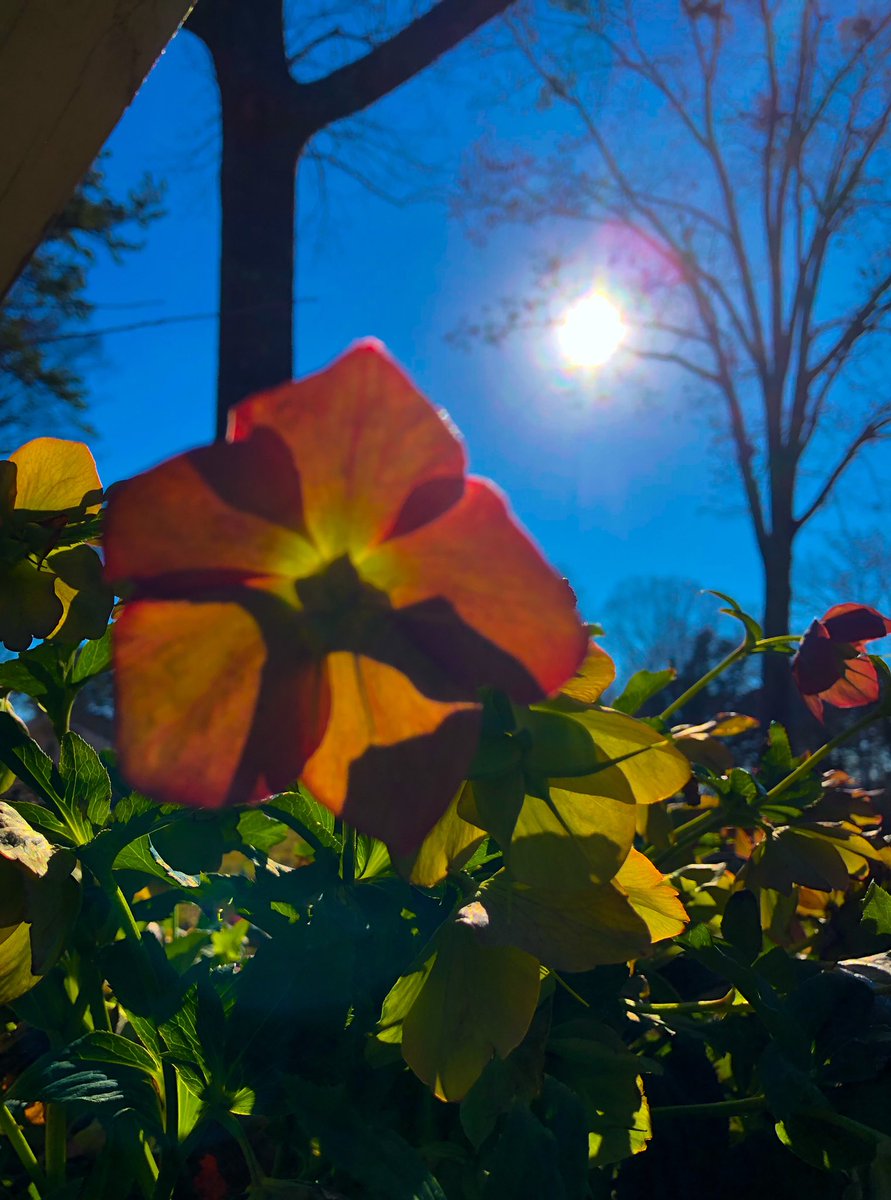 SuzyFerriss's tweet photo. Today’s setting sun… https://t.co/7NPxTyh06Q