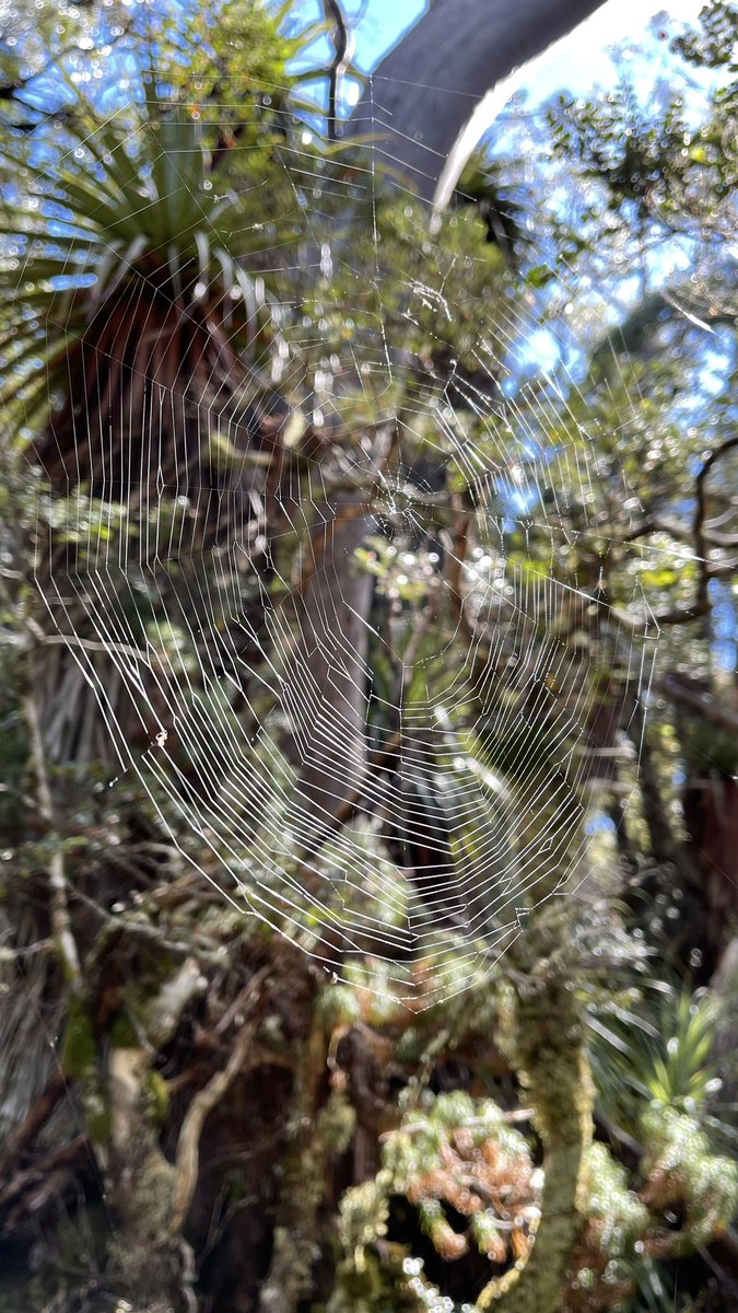 JustinMerrigan's tweet image. Stop and look, there is beauty all around #beauty #nature #Tasmania #lakedobson