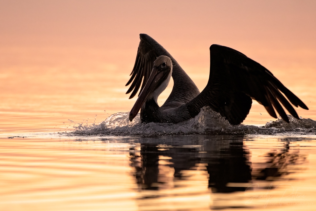 NSC_Photography's tweet photo. Adult brown pelican landing on the beautiful St. Joseph Bay at sunset
#pelicans #birdphotography https://t.co/2HUzVWMl4l
