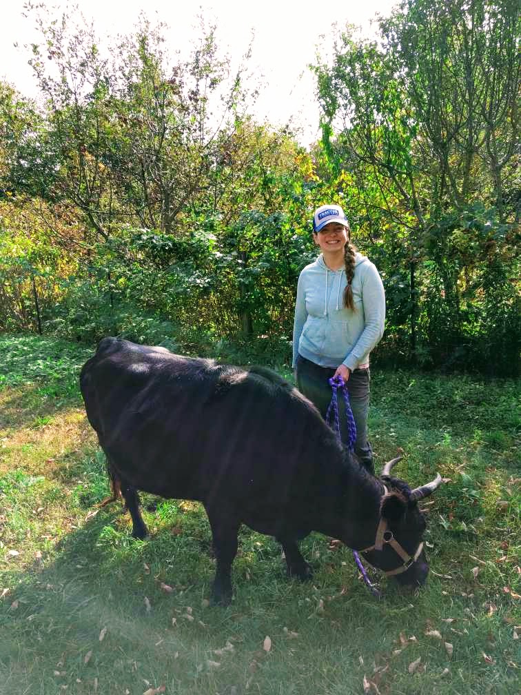 TheClaraCow's tweet image. 5 years ago my Mooma brought me home. She says my job is to eat donuts and be cute! 
❤️🐄😊🐄❤️
#vegan #dextercow #farmsanctuary #petcow #miniaturecow #cow #farmher #vegetarian #cutecow #furbaby