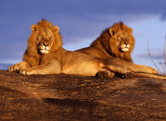 Vicky90390053's tweet photo. La @usm_vzla es milagrosa, con el aumento revivieron a los leones y todo 😍✨  #NOALAUMENTODELSEMESTREUSM https://t.co/ugkpUKUHkm