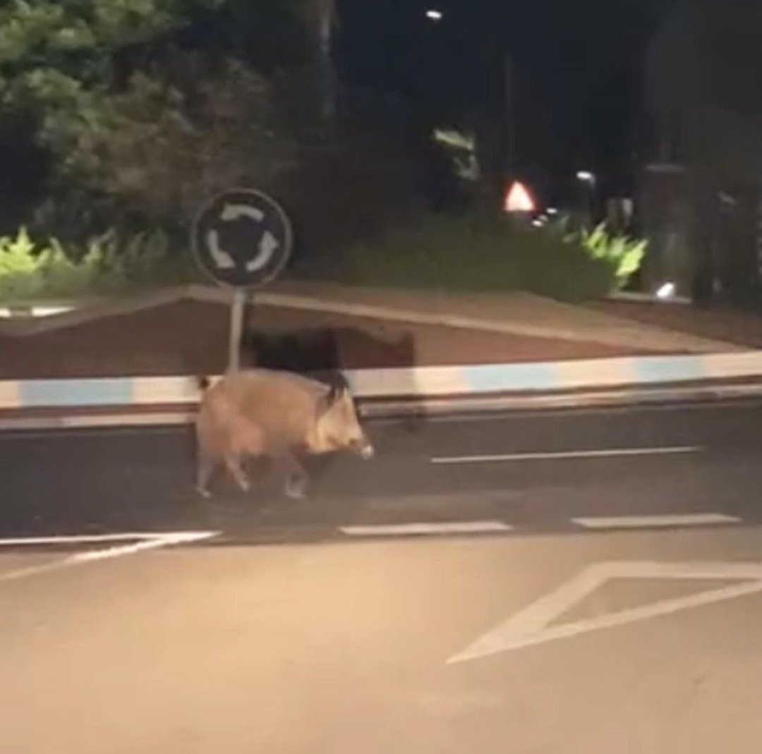 Dav4Ayuso's tweet photo. Imágenes del Sr. alcalde saliendo de un garito de alterne, probablemente bajo los efectos de sustancias psicotrópicas a altas horas de la madrugada, para pensar señores. https://t.co/2aVwcWmW4a
