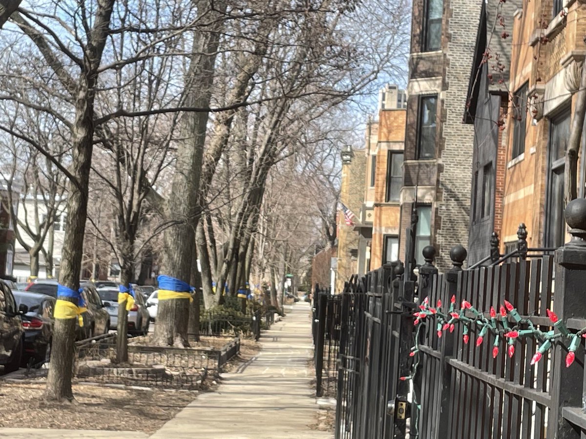 martylennartz's tweet photo. Haddon Street Ukrainian Village Chicago today. Every tree wrapped with the colors from Damen to Leavitt. https://t.co/QurwbAmU8Q