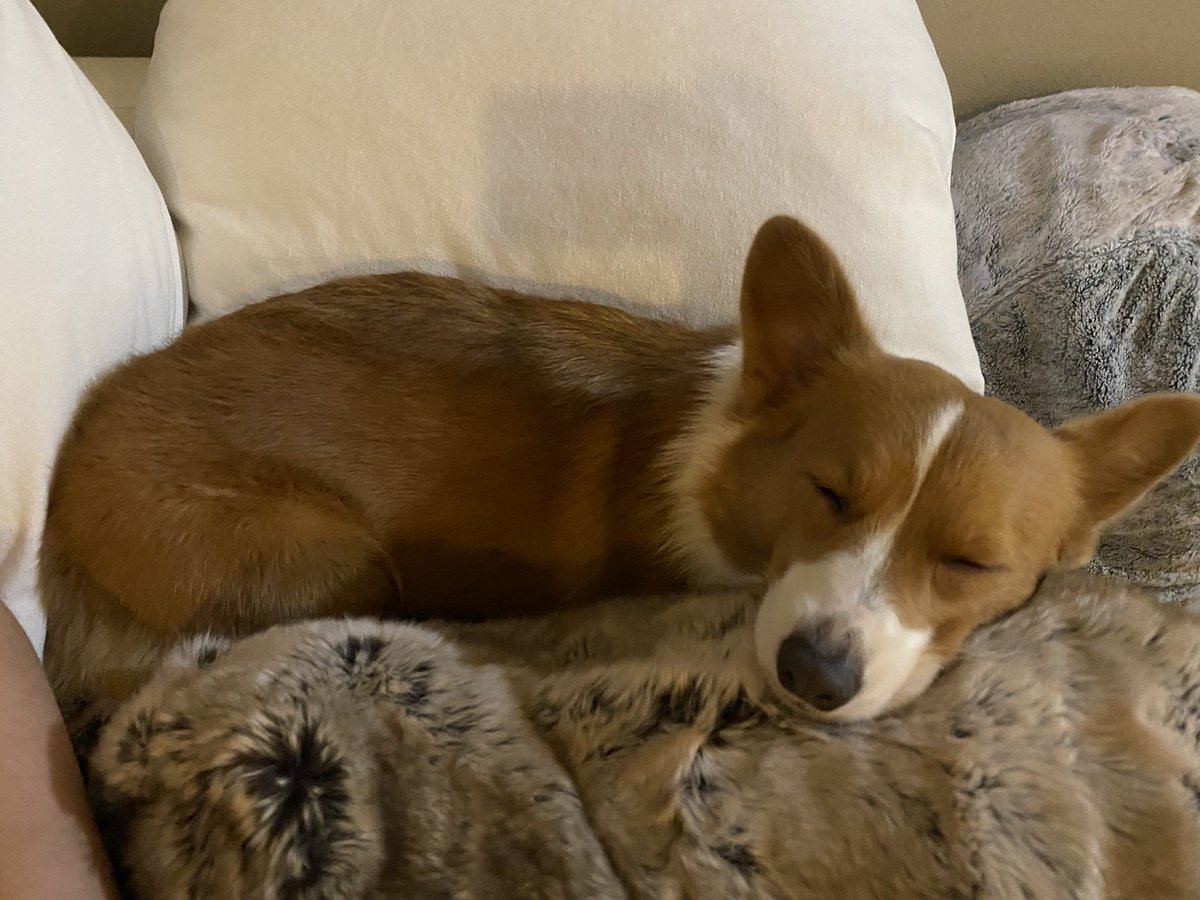 TheRealLexuzi's tweet photo. Cornbread is such a precious dog ❤️✨#cornbreadthecorgidog https://t.co/0NNjF9LEGe