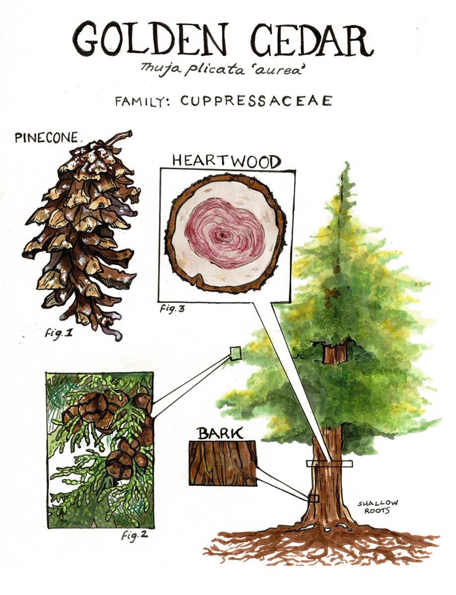 LokiEnoki's tweet photo. Queer lil forest trickster spirit here spreading nature with love #sciart

Website (temp): https://t.co/DQofYaMzZD 
Instagram: lokienoki
Patreon: https://t.co/lYyLS7ubL6
Nature Shop: https://t.co/ym0tiQPPOQ 
Email: contact@lokienoki.com https://t.co/hDkGkLRVmm