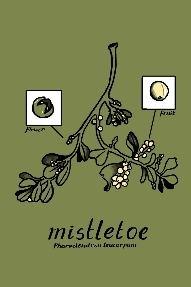 LokiEnoki's tweet photo. Queer lil forest trickster spirit here spreading nature with love #sciart

Website (temp): https://t.co/DQofYaMzZD 
Instagram: lokienoki
Patreon: https://t.co/lYyLS7ubL6
Nature Shop: https://t.co/ym0tiQPPOQ 
Email: contact@lokienoki.com https://t.co/hDkGkLRVmm