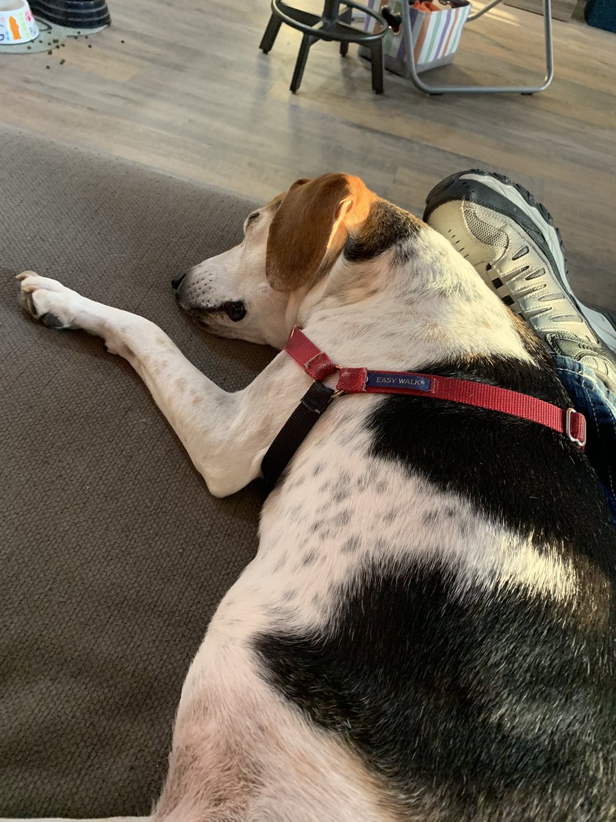 BradOxnam's tweet photo. Somedays, I (still) become a pillow for Emmy Jo.
Those are nice days. 😊
BTW: My leg is totally falling asleep …⚡️🦶🏻⚡️ #dogdadproblems https://t.co/0GLLfjweHG