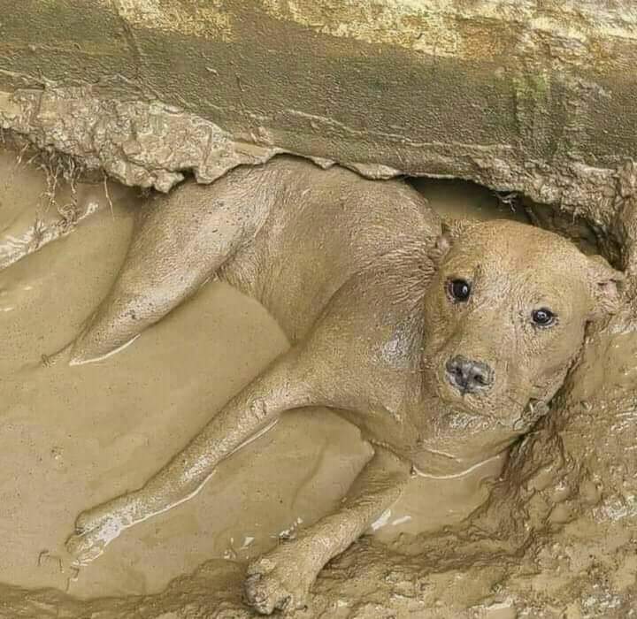 unpocotendencia's tweet photo. Yo: "Te acabo de bañar, no te vayas a ensuciar."

Mi perro 5 minutos después: https://t.co/6p47Q0yKtp
