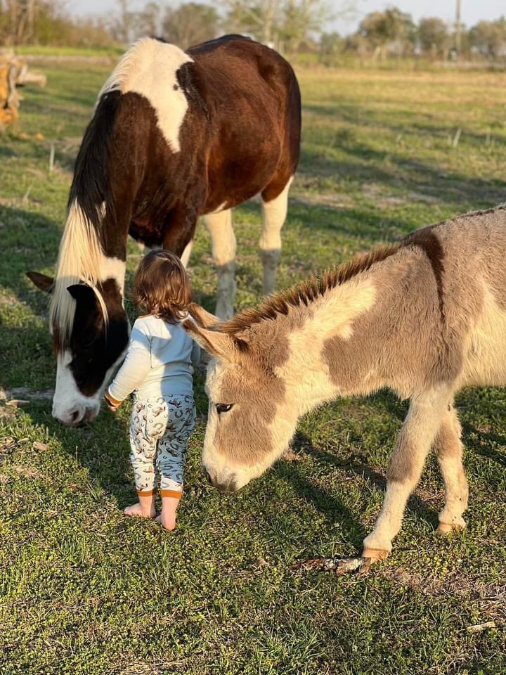 MandyBrown1720's tweet photo. She was a horse or donkey in her past life. #skylarray #horselover https://t.co/yOd0B40LYu