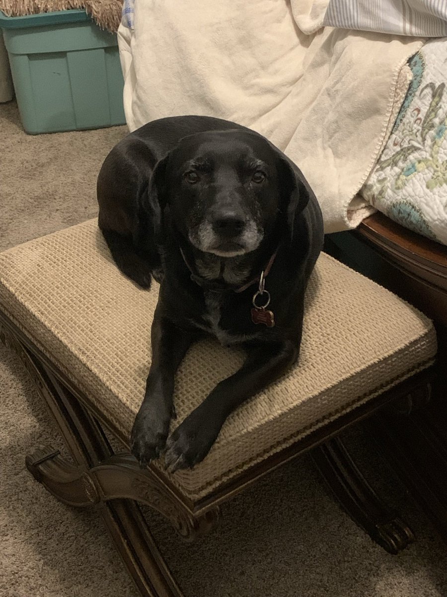 CarySmith1's tweet photo. @NEHumaneSociety The is Ted’e.  She was rescued in KCKS. https://t.co/YrqGM8z5A2
