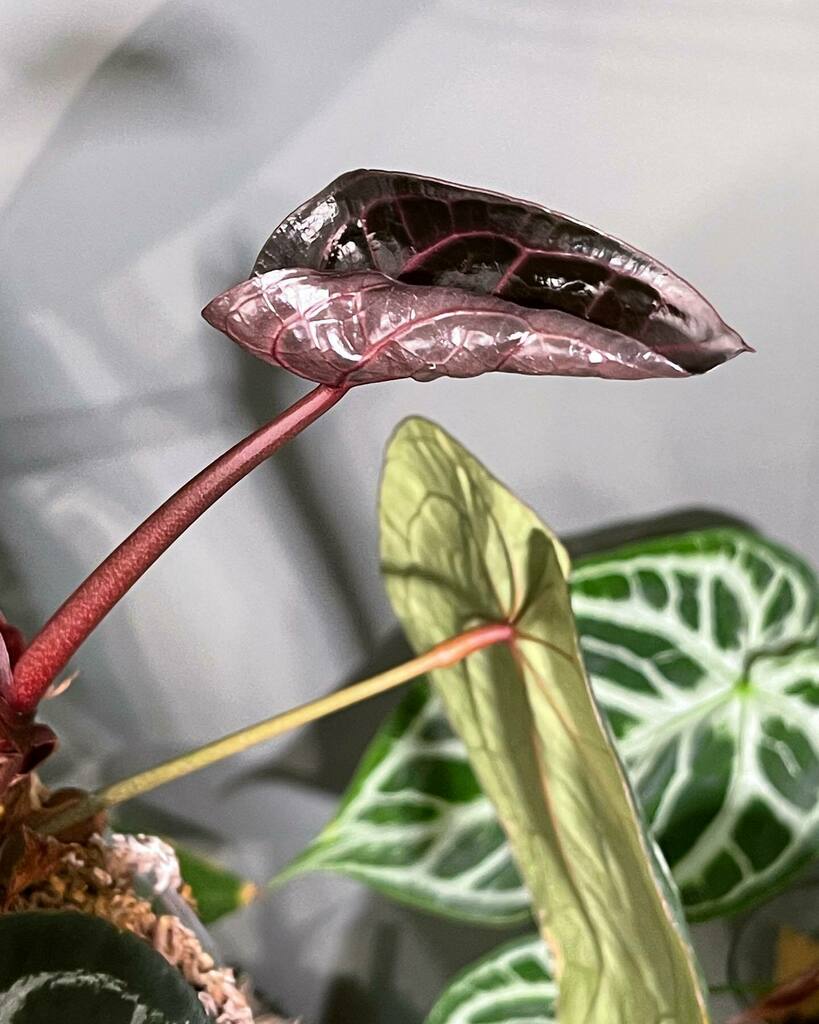 PrinciplePlant's tweet photo. New doc block hybrid leaf. 

#Anthuriumsanonymous #anthuriummadness #allaboutanthuriums #anthuriumcollection #leaftexture #ihaveathingforfoliage #ihaveathingforanthuriums #plantaddict #plantsofinstagram #plantstagram #plantcommunity #plantsmakepeoplehapp… https://t.co/kqHcn7vrfn https://t.co/t3TnAOf8UU