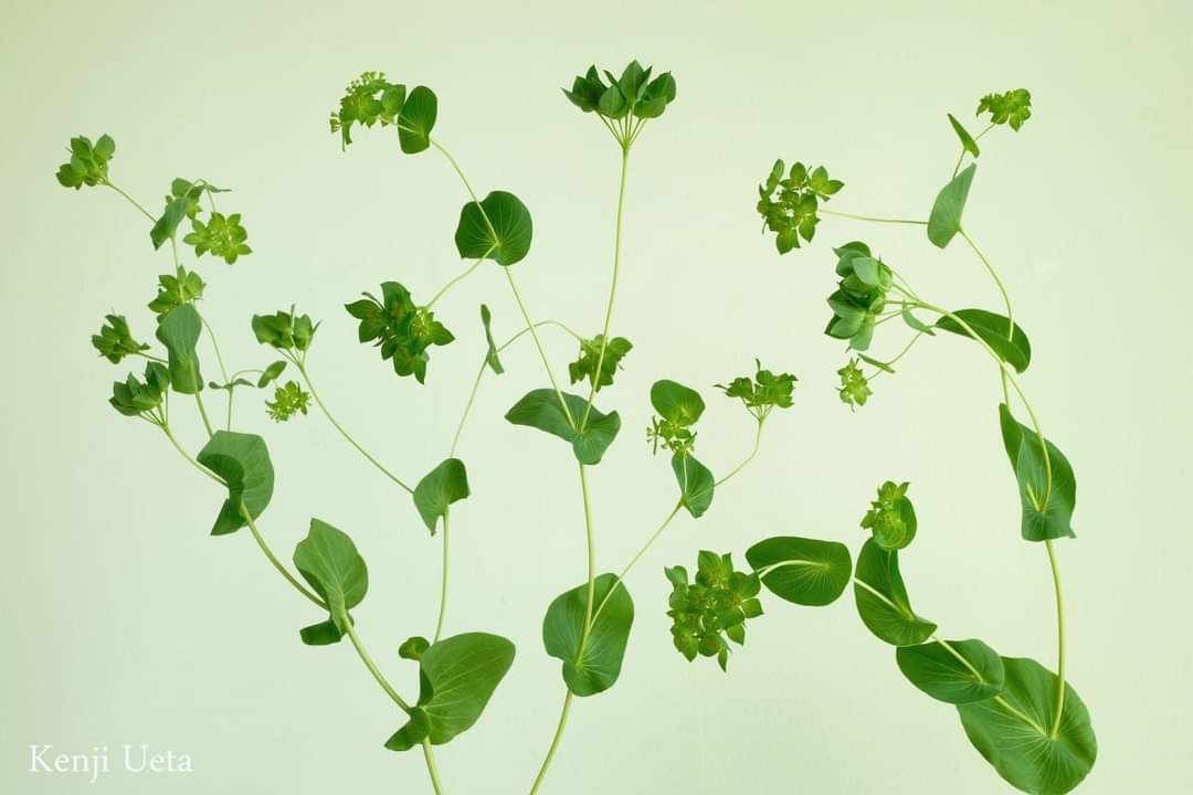 ブプレリウム Twitter Search Twitter