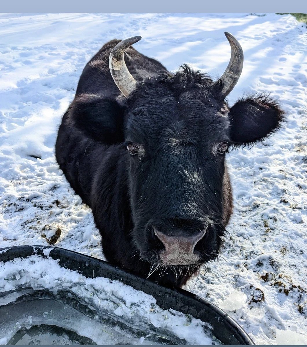 TheClaraCow's tweet image. I'm ready for spring! 
Bring me all the green grass! 
-Clara Cow
❤️🐄😊🐄❤️
#vegan #dextercow #farmsanctuary #petcow #miniaturecow #cow #farmher #vegetarian #cutecow #furbaby