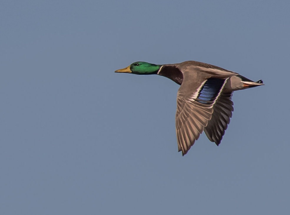 MorganArboretum's tweet photo. Cette semaine dans le calendrier d'observation de la nature : les premiers migrants du printemps arrivent : oies, canards, merles, hérons, Harles couronnés . . . Aidez-nous à mettre à jour le calendrier, faites un don à la campagne #mcgill24 : https://t.co/EYOQDad6i7 https://t.co/xUJlqIk7pI