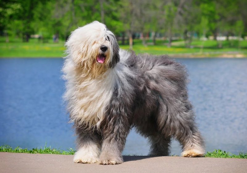 AKLegAsDogs's tweet photo. Louise Stutes, Kodiak (R)
Old English Sheepdog https://t.co/vLlvQHtNwR