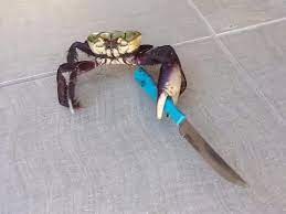 Weinagawd's tweet photo. He just got out of prison, and he's already back to crime.... When will he learn?
#knife #crab #crime #prison #savethekids #help #bread https://t.co/88ODi7F3qG