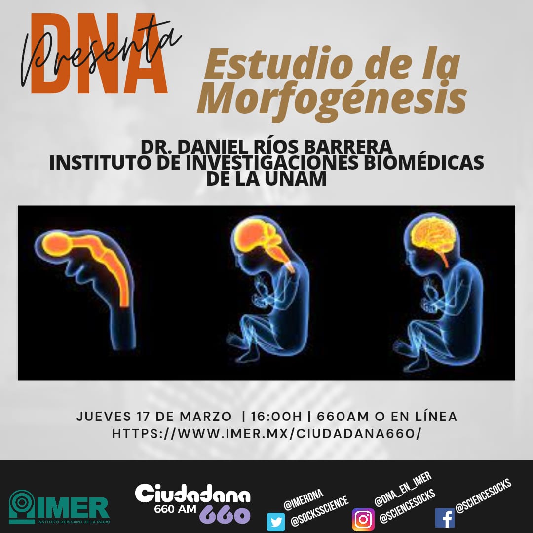 ImerDna's tweet photo. Sabes qué es la #morfogenesis ??? No te pierdas este jueves la entrevista que le hicimos a @yosoyden de @biomedicasunam y conoce qué es y para que sirve realizar investigación en ésta área
Solo por @ciudadana660 
#HablemosDeCiencia 
#CienciaVisible https://t.co/JUDU05SesP