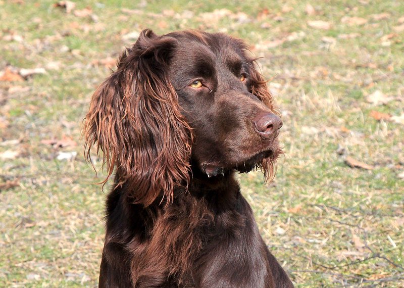AKLegAsDogs's tweet photo. Ivy Spohnholz, Anchorage (D)
German Longhaired Pointer https://t.co/uUdz9qZJwD