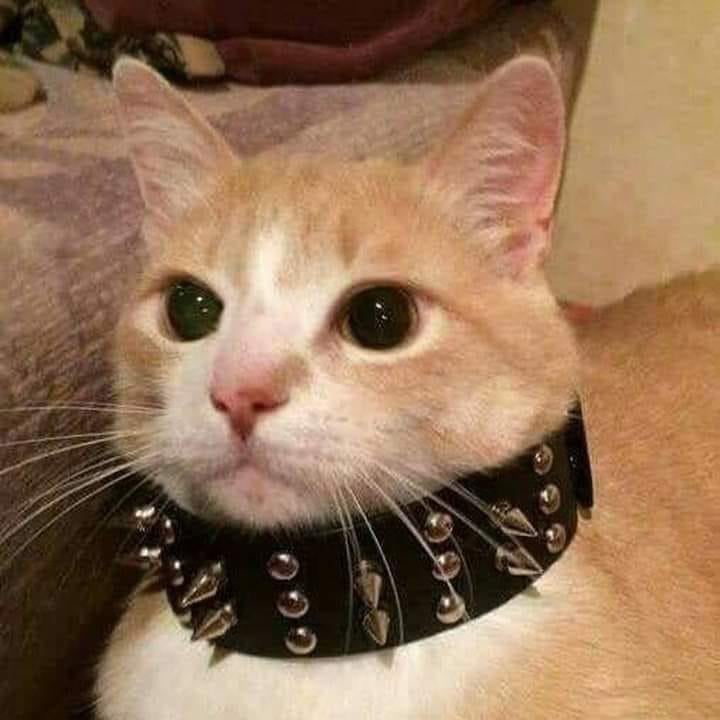 DontShowYourCat's tweet image. 