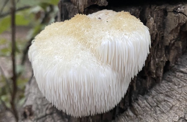 lifebiomedguru's tweet photo. New on https://t.co/gBNYwyyehb - Will This Mushroom Prevent Alzheimer's Disease? by https://t.co/SCatpZm8gZ reporter, Timo Mendez https://t.co/eSULpE1QtF #ScienceWeekly https://t.co/ptWrG9eCCM